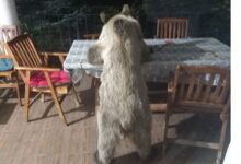 Photo of Видео: Мечка се храни во дворот на семејна куќа во тетовско Отуње
