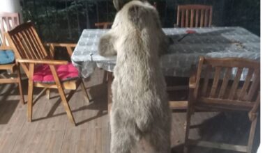 Photo of Видео: Мечка се храни во дворот на семејна куќа во тетовско Отуње