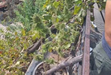 Photo of Предложен притвор за осомничен за производство на марихуана во Страчинци
