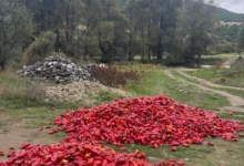 Photo of СДСМ: Целосен дебакл со откупот на пиперката
