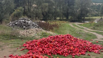 Photo of СДСМ: Целосен дебакл со откупот на пиперката