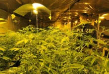 Photo of Германија ја ограничува продажбата на канабис преку интернет