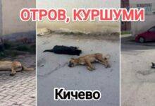 Photo of Молк по масакрот во Кичево: Се бара истрага за труењето на над 40 кучиња