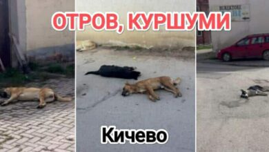 Photo of Молк по масакрот во Кичево: Се бара истрага за труењето на над 40 кучиња