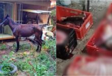 Photo of Утре ќе стартува судењето за закланите 10 коњи во ЗОО, екс директорот Стаменов меѓу обвинетите