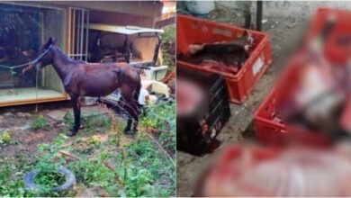 Photo of Утре ќе стартува судењето за закланите 10 коњи во ЗОО, екс директорот Стаменов меѓу обвинетите