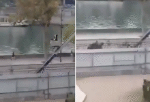 Photo of (ВИДЕО) Еве како побегнаа крадците од Лувр, се појави нова снимка