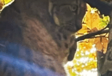 Photo of (Видео) Рис снимен во шума во Кичевско