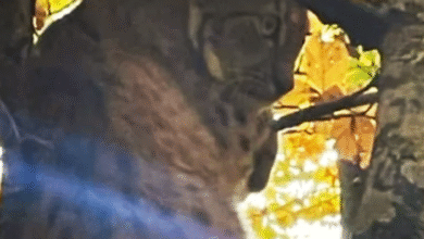 Photo of (Видео) Рис снимен во шума во Кичевско