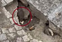 Photo of ВИДЕО Стаорци големи колку мачки снимени кај Влада,