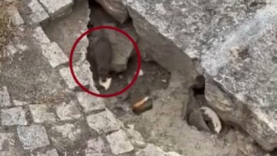Photo of ВИДЕО Стаорци големи колку мачки снимени кај Влада,