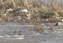 Photo of (ФОТО) Вардар преполн со ѓубре – мини депонии долж реката, отпадот плови низ Скопје