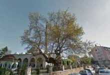 Photo of Едно од трите најстари дрвја во Југоисточна Европа се наоѓа во Скопје