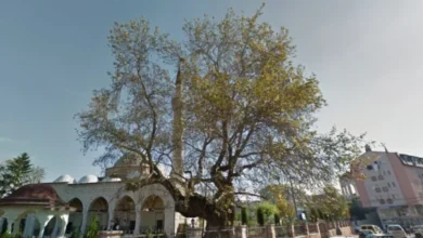 Photo of Едно од трите најстари дрвја во Југоисточна Европа се наоѓа во Скопје
