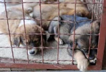 Photo of Обвинение за лицата кои организираа борби за кучиња во битолско Црнеец