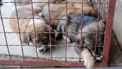 Photo of Обвинение за лицата кои организираа борби за кучиња во битолско Црнеец