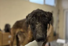 Photo of Инспекцијата одзеде куче држано во крајно нехумани и незаконски услови, предадено под надзор на ЈП „Лајка