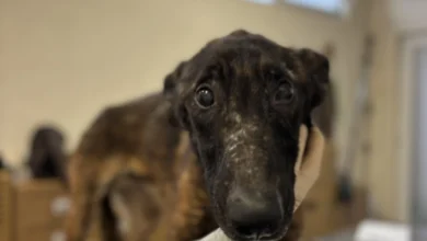 Photo of Инспекцијата одзеде куче држано во крајно нехумани и незаконски услови, предадено под надзор на ЈП „Лајка