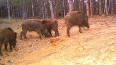 Photo of Шпанија соопшти за први случаи на африканска чума кај свињи од 1994 година