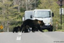 Photo of Јапониja испрати војска на север од државата за да помогнат во борбата против нападите од мечки