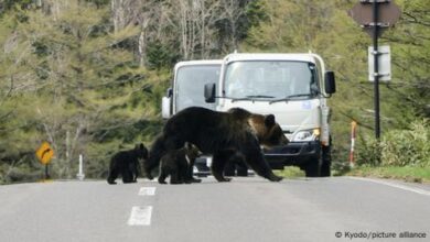 Photo of Јапониja испрати војска на север од државата за да помогнат во борбата против нападите од мечки