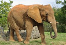Photo of Ловокрадците ги уништија африкански шумски слонови