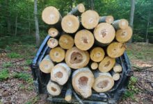 Photo of Дрвокрадци се обиделе да прегазат шумски полицајци на патот Прилеп – Велес