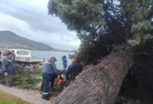 Photo of Силен ветер урна дрво на Кеј Македонија во Охрид – интервенираа екипите на „Комуналец“