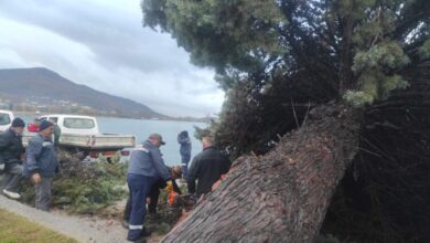 Photo of Силен ветер урна дрво на Кеј Македонија во Охрид – интервенираа екипите на „Комуналец“
