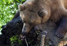 Photo of Мечките ја менуваат туристичката индустрија: ново осигурување за штета и безбедност во Јапонија