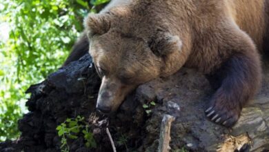 Photo of Мечките ја менуваат туристичката индустрија: ново осигурување за штета и безбедност во Јапонија