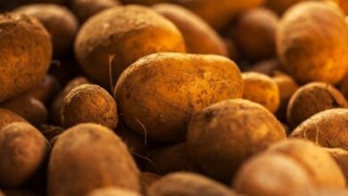 Photo of Четворица струмичани украле 160 вреќи компир од камион сопственост на жител од тетовско