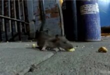 Photo of ВИДЕО: Глувци шетаат во студентскиот дом Пелагонија во Скопје. Од управата им рекле „зар од глувци се плашите“