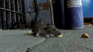 Photo of ВИДЕО: Глувци шетаат во студентскиот дом Пелагонија во Скопје. Од управата им рекле „зар од глувци се плашите“