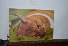 Photo of Балканскиот рис оживува на Козјак: Патувачката изложба го претставува најреткиот предатор во Македонија