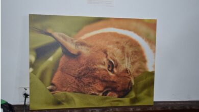 Photo of Балканскиот рис оживува на Козјак: Патувачката изложба го претставува најреткиот предатор во Македонија