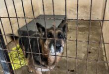 Photo of Сѐ повеќе чипирани кучиња фрлени на улица: „Лајка“ алармира за сериозен колапс во одговорното сопствеништво