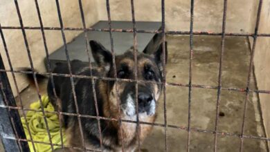 Photo of Сѐ повеќе чипирани кучиња фрлени на улица: „Лајка“ алармира за сериозен колапс во одговорното сопствеништво