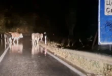 Photo of Предложен притвор за три лица од кривопаланечко кои спречувале службеници во вршење должност