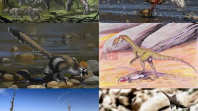 Photo of Откриено најголемото наоѓалиште на диносауруси во светот