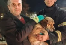 Photo of Пожарникарите од Кавадарци спасија куче од водите на реката Луда Мара