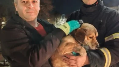 Photo of Пожарникарите од Кавадарци спасија куче од водите на реката Луда Мара