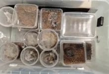 Photo of Во куќа крај белгискиот град Шарлероа пронајдени околу 150 тарантули