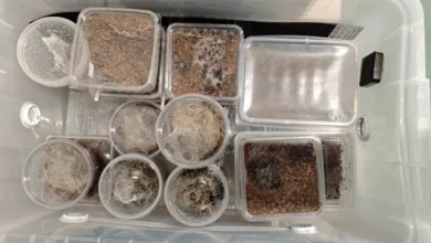 Photo of Во куќа крај белгискиот град Шарлероа пронајдени околу 150 тарантули