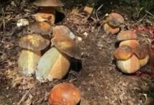 Photo of Чешка ќе дозволи лекарите да препишуваат лековити „магични печурки“ од следнава година