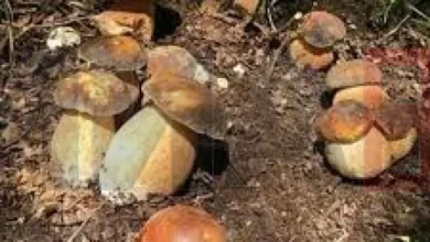 Photo of Чешка ќе дозволи лекарите да препишуваат лековити „магични печурки“ од следнава година