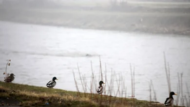 Photo of Променливо облачно со магла во котлините, од утре дожд и постудено