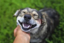 Photo of Домашни миленици: Трикови за дом без мирис