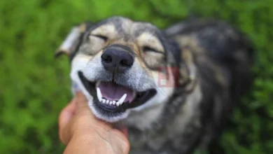 Photo of Домашни миленици: Трикови за дом без мирис