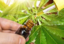 Photo of Во БиХ усвоена одлука за легализација на канабисот за медицински цели